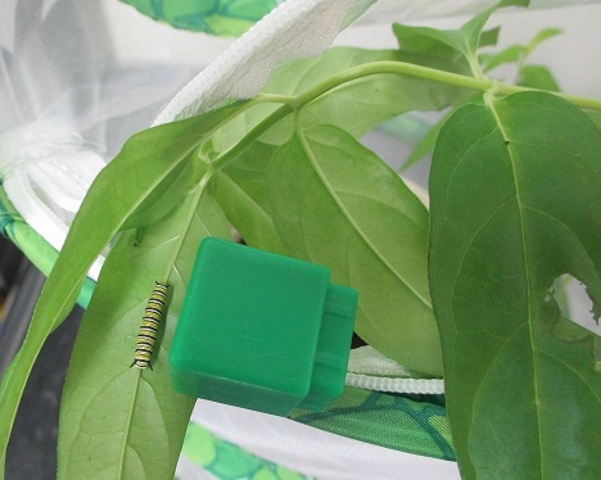 Oliver is almost one cube long!