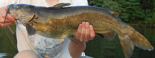 Caught my first catfish