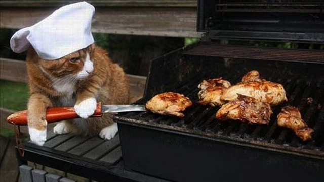 Cats invent photography