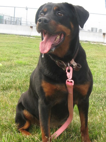 I got my puppy, Nola.