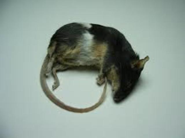Dead mouse
