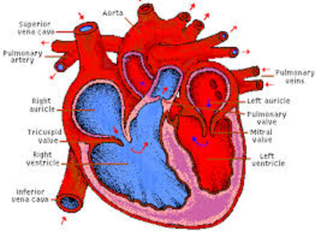 William Harvey's states that the heart acts as a muscular pump for blood