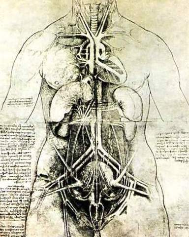 Human anatomical studies were allowed