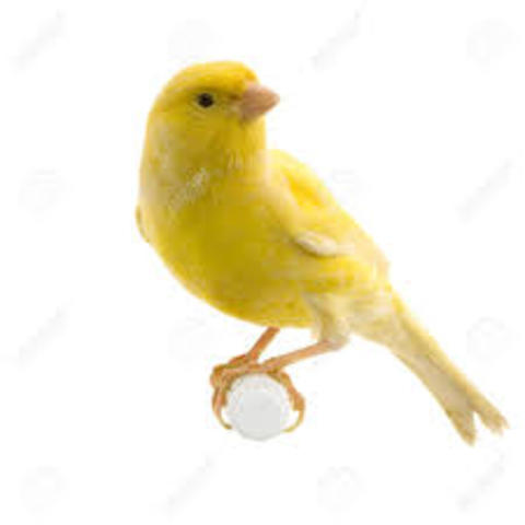 When I got my first pet, a canary called Tot