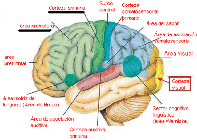 Corteza motora primaria