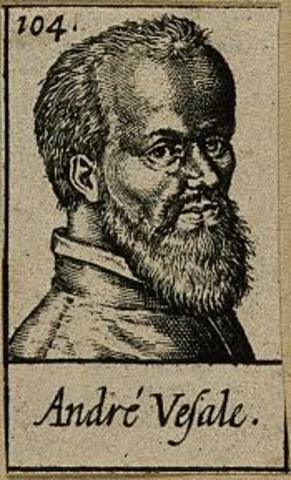 Andreas Vesalius is considered the father of the study of the human body