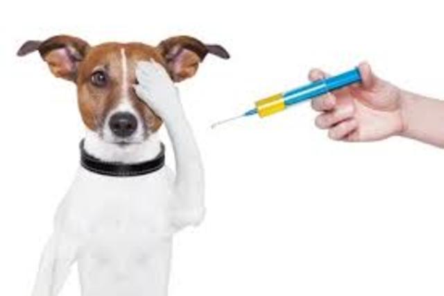 Developed rabies vaccine