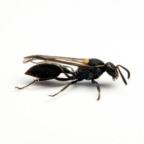 brazillan wasp venom kills cancer cells
