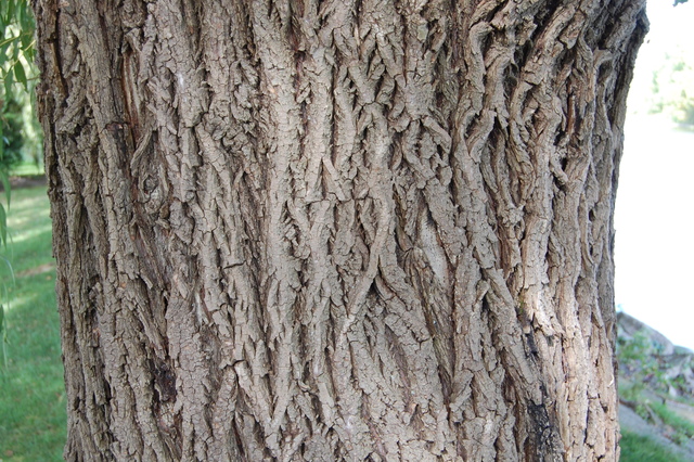 Salicylic acid exracted from willow bark