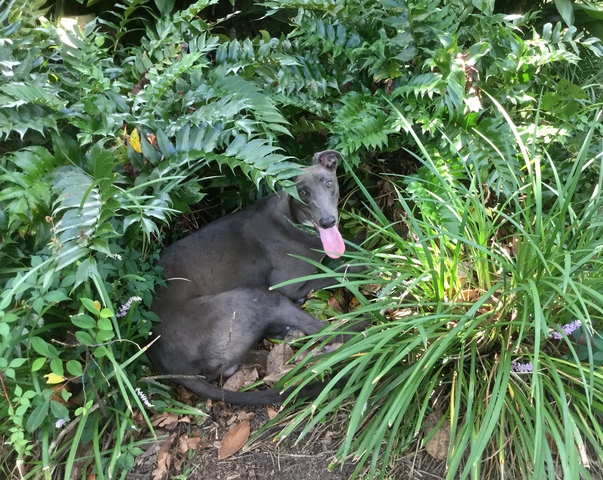 We got a dog named Boots