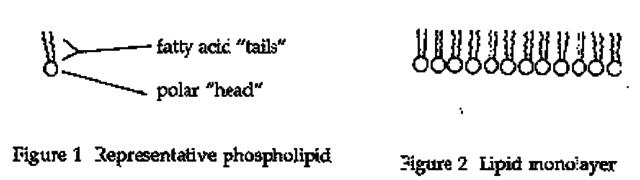 Irving Langmuir (1888-1957)