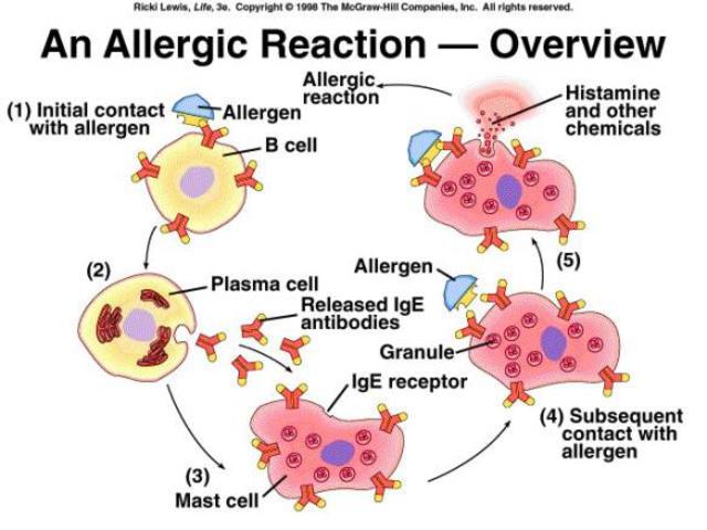 IgE Antibody is formed
