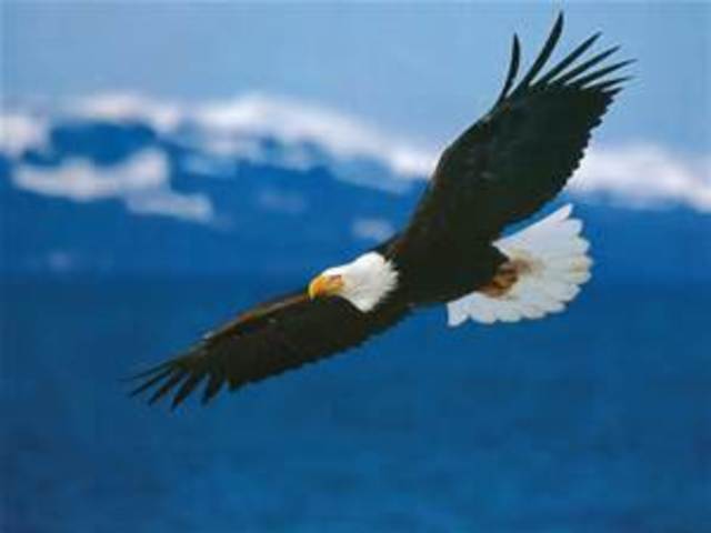 Bald Eagle