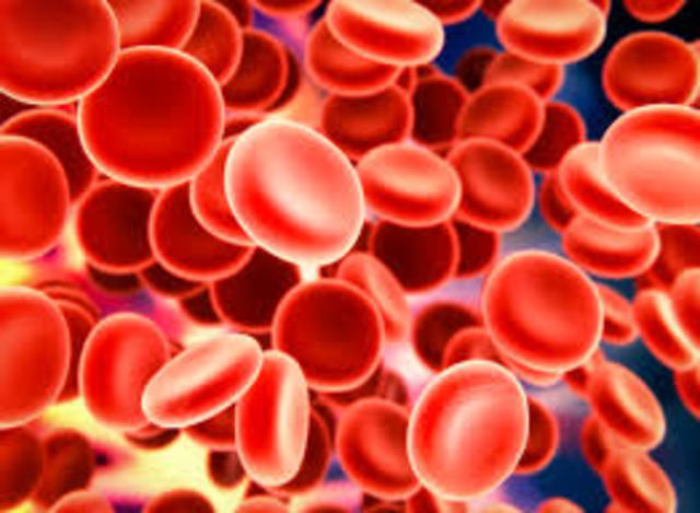 discovery of blood cells, bacteria, protozoa, and stethoscope