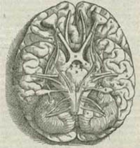 drawing of the human brain from Versailus's book
