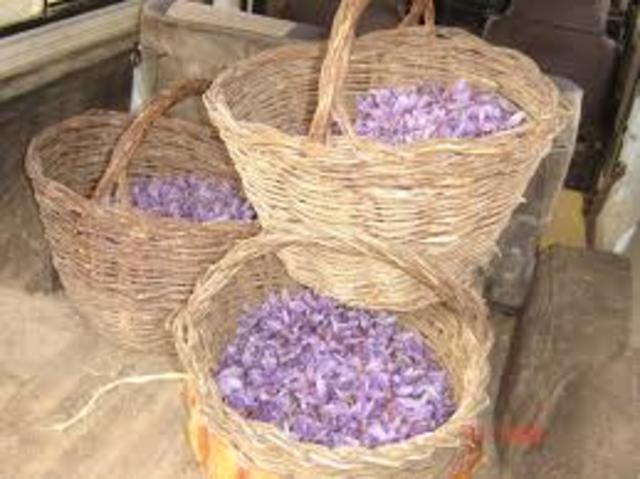 Saffron was used as a medicine on the Aegean island of Thera in Ancient Greece