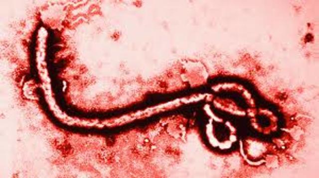 Ebola breakout