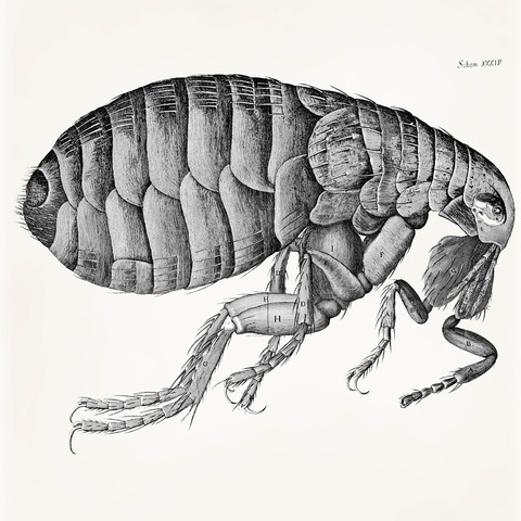 Fransis bacon uses the micoscope to find plague fleas