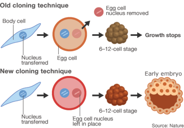Scientists discover how to use human skin cells to create embryonic stem cells