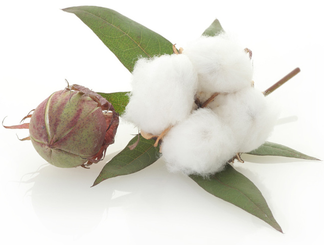 Exportación de lana