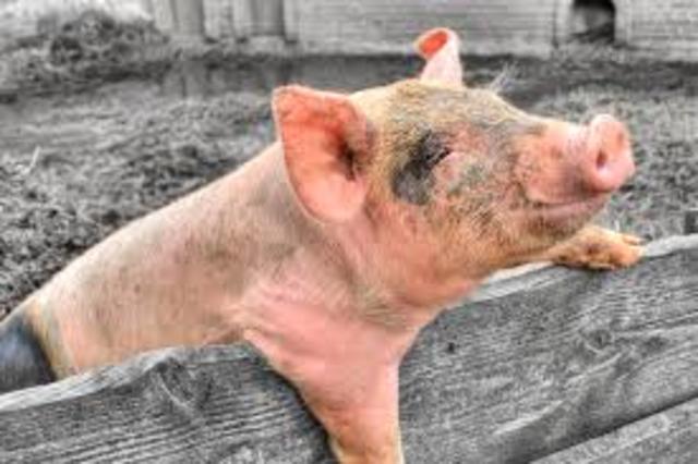 2nd overall gilt at state fair