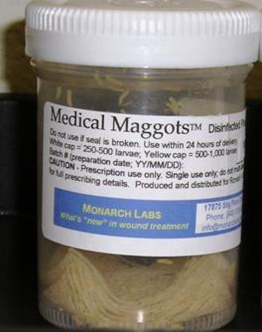 Steve Thomas used sterile maggots for infectious wound treatment