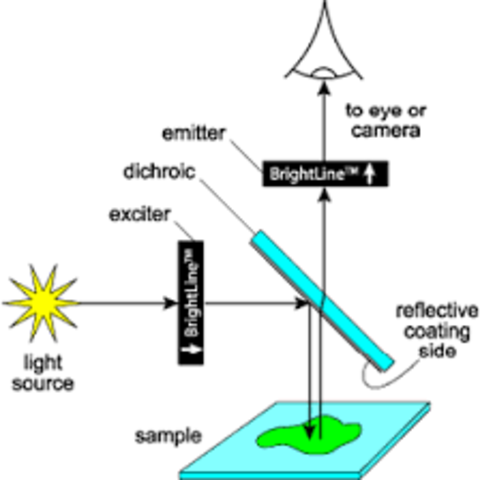 Robert Hooke invents reflective microscope