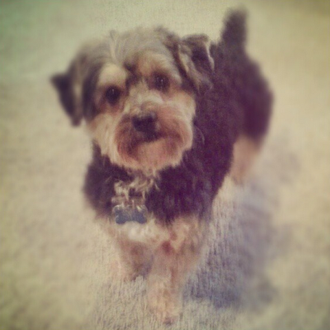 I got my dog charlie