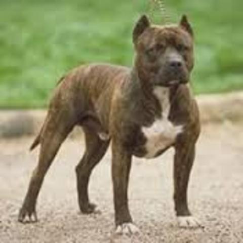 Got bit by a dog, almost lost my eye