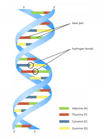 Discoverd DNA Structure