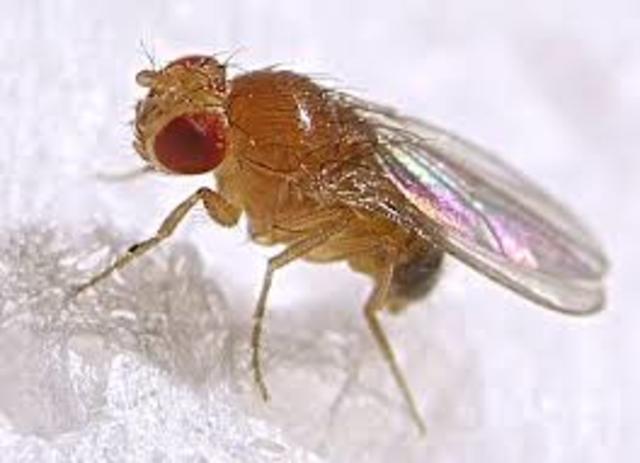 Fruit Fly Genome Sequenced