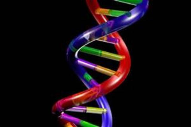 James Watson and Francis Crick at Cambridge University describe the structure of the DNA molecule.