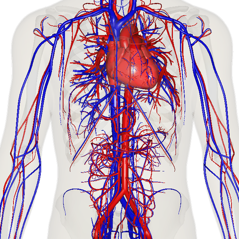 Alcmaeon of Croton distinguished veins from arteries