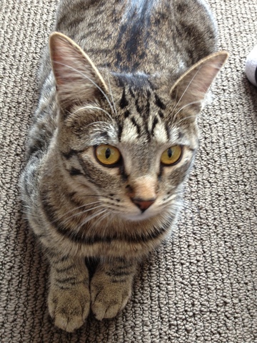 My cat, Katniss dies :(