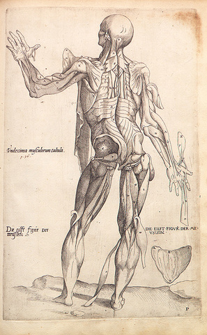 EXPOSICIONES A LA ANATOMIA