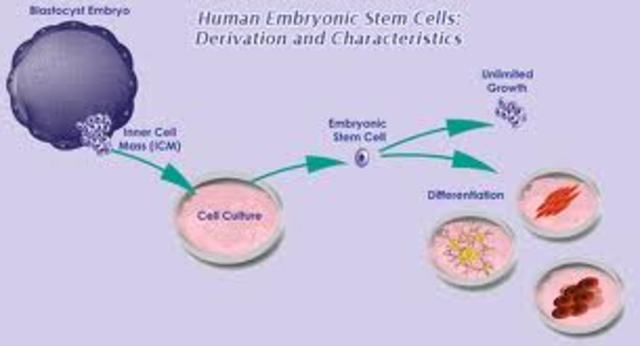 Human cells used to vreate embryonic cells.