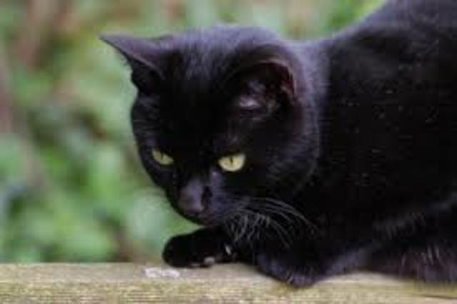 My Sisters Cat dies :(