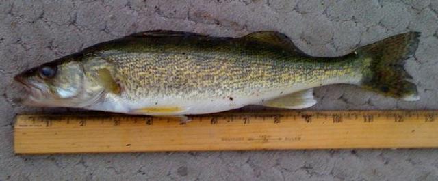 I caught my first fish!!!!!!!!!!!!!!!!!!!!!!!!!!!!!!!!!!!!!!!!!!!!!!!!!!!!!!!!!!!!!!!!!!!!!!!!!!!!!!!!!!!!!!!!!!!!!!!!!!!!