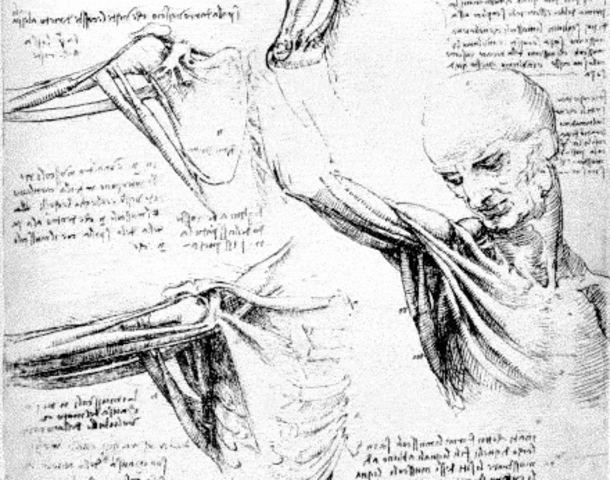 Well drawn picture of human anatomy