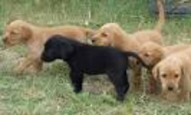 The day I got my first dogs