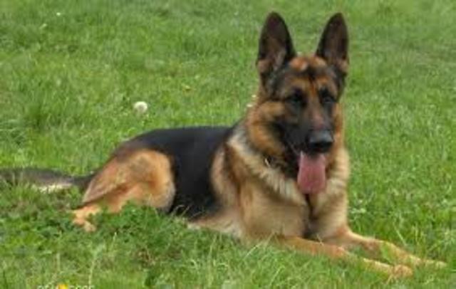 My first dog for myself