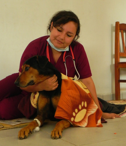 Avanza la campaña ALACUCHA de esterilización y tenencia responsable de mascotas
