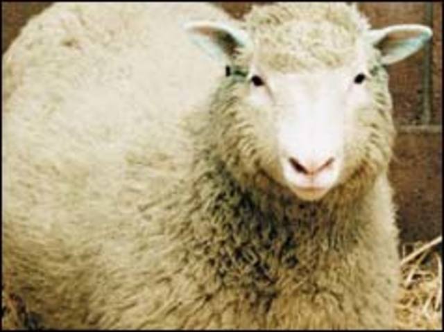 Dolly the Sheep is cloned