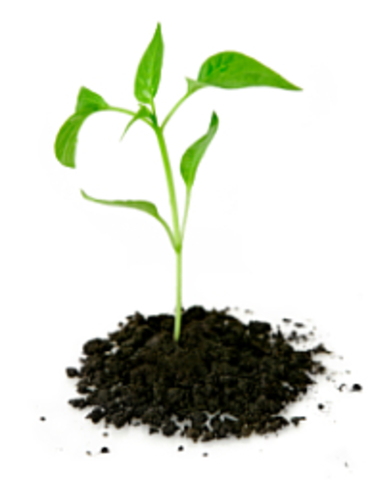 Fertilization of Plants