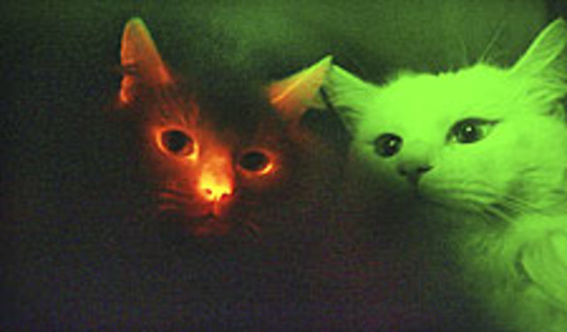 Glowing Cats