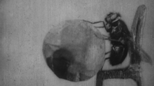 The strenght and agility of insects