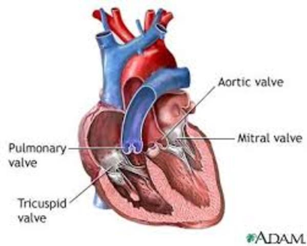 Girolamo Fabrizio identified the valves of the heart