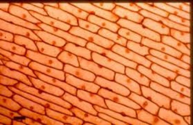 Scientists discover how to use human skin cells to create embryonic stem cells.