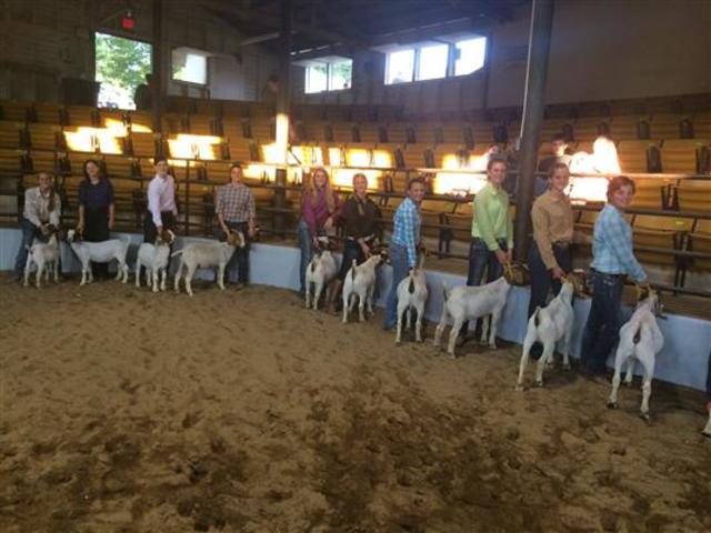 Showed goats at the fair for the first time