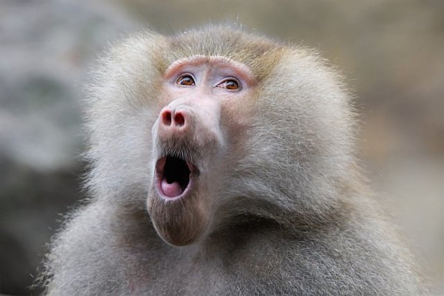 Baboon to Human Marrow Transplant